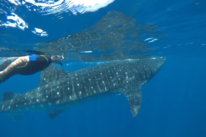Whale Shark Tour from Holbox Island - Who Will Appreciate This Marine Adventure?