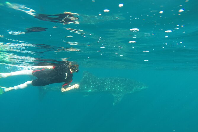 Whale sharks and sea lions snorkeling plus Balandra beach lunch - Balandra Beach Lunch and Relaxation