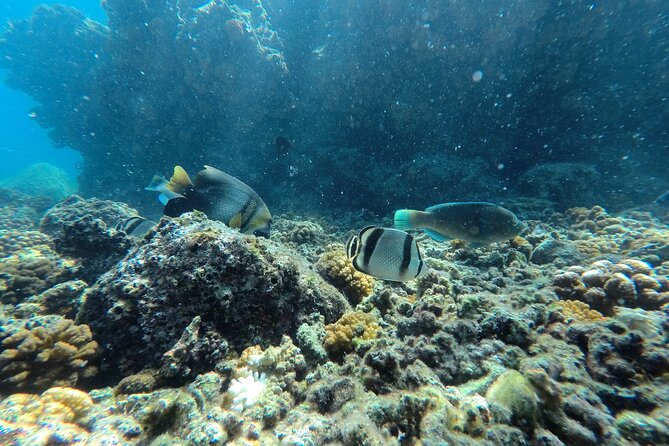 Whale sharks and sea lions snorkeling plus Balandra beach lunch - The Conservation and Environmental Impact