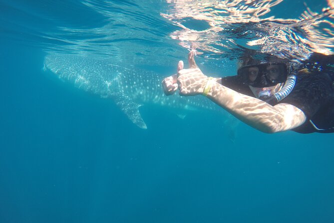 Whale sharks and sea lions snorkeling plus Balandra beach lunch - Physical Requirements and Safety Considerations