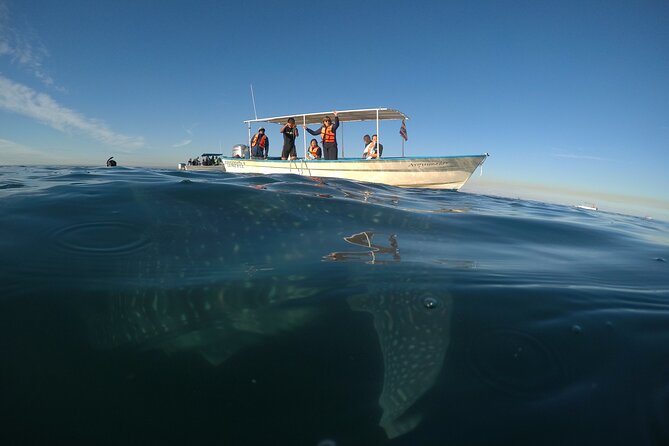 Whale sharks and sea lions snorkeling plus Balandra beach lunch - Comparing this Tour to Similar Experiences