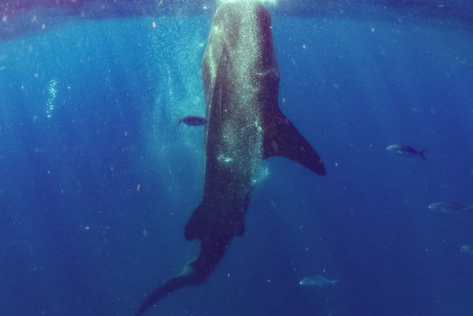 Whale Sharks Small-Group Tour in Cancun and Riviera Maya - Key Points