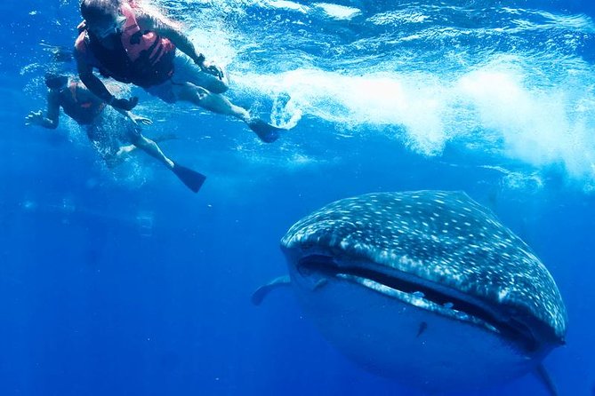 Whale Sharks Small-Group Tour in Cancun and Riviera Maya - Lunch and Relaxation Off Isla Mujeres