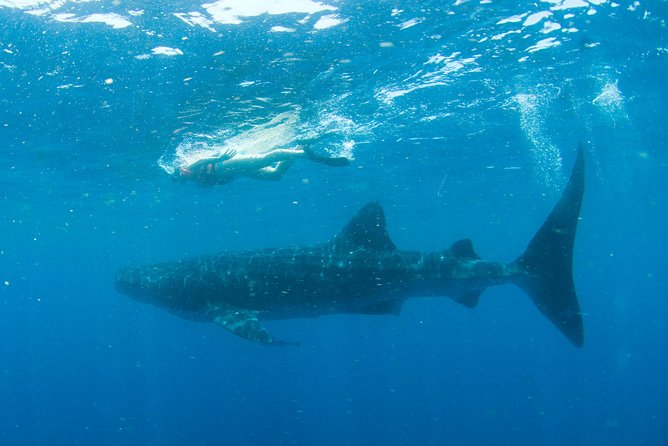 Whale Sharks Small-Group Tour in Cancun and Riviera Maya - The Reality of Whale Shark Sightings: What to Expect