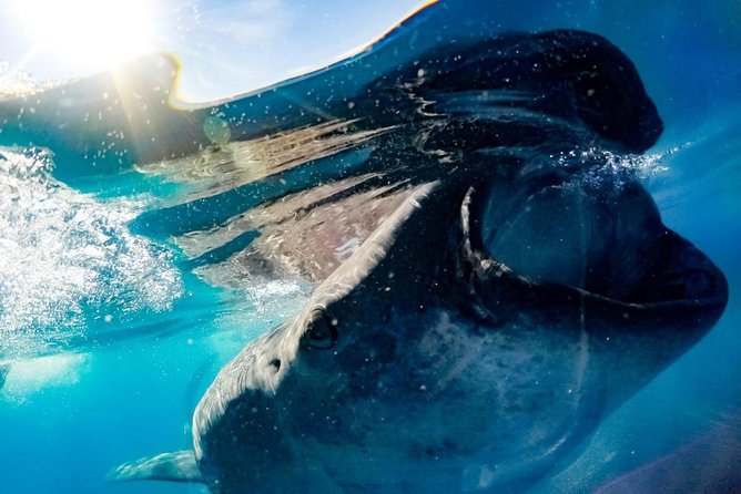 Whale Sharks Small-Group Tour in Cancun and Riviera Maya - The Guides and Crew: Knowledge and Hospitality