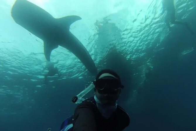 Whale Sharks Snorkeling Experience - Discover the Whale Sharks Snorkeling Experience in Cabo San Lucas