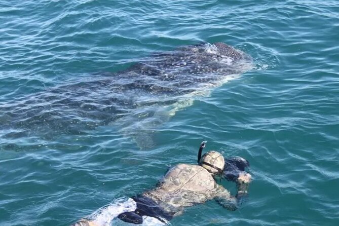 Whale Sharks Snorkeling Experience - Key Points