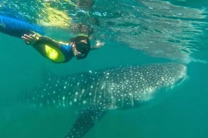 Whale Sharks Snorkeling Experience - What You Will See at Bahia Todos Santos