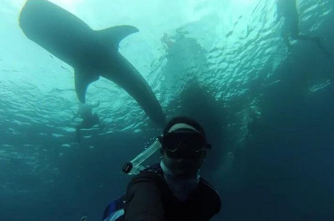 Whale Sharks Snorkeling Experience - What’s Included in the Tour: Snacks, Lunch, and Guides