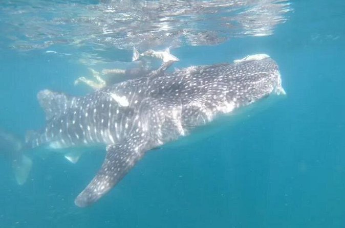 Whale Sharks Snorkeling Experience - The Experience’s Physical Requirements and Group Size