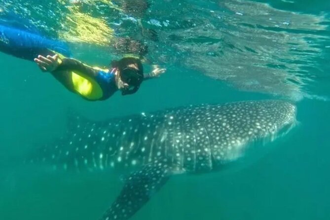 Whale Sharks Snorkeling Experience - Weather Considerations and Cancellation Policy