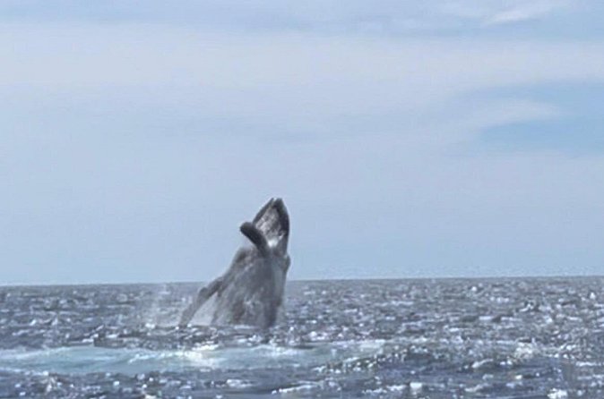 Whale Tale Adventures in Los cabos - Whales in Their Natural Habitat: Gray and Humpback