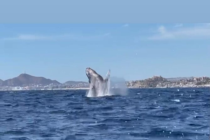 Whale Tale Adventures in Los cabos - Addressing the Location Challenge
