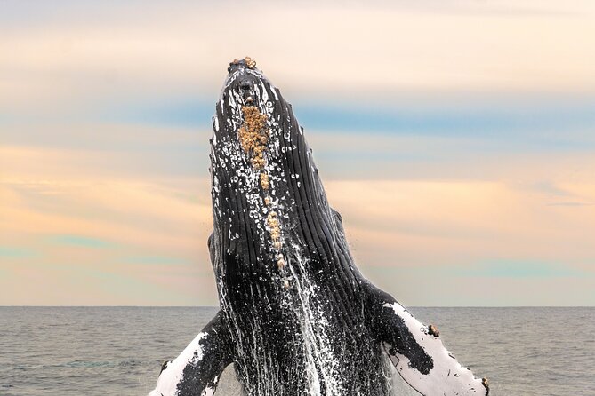 Whale Tour c/ Certified Guide, Photos & Hydrophone - An Authentic Whale-Watching Experience with Certified Expertise in Cabo San Lucas