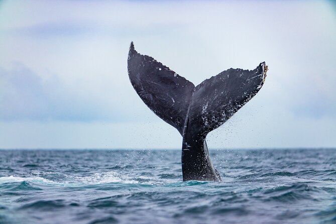 Whale Tour c/ Certified Guide, Photos & Hydrophone - The Use of Hydrophone for Immersive Whale Sound Experience