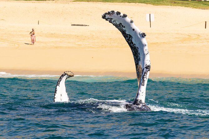 Whale Tour c/ Certified Guide, Photos & Hydrophone - Responsible Practices and Conservation Support