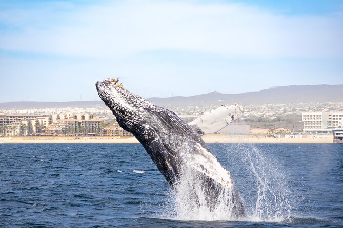 Whale Tour c/ Certified Guide, Photos & Hydrophone - Included Amenities and Practical Details