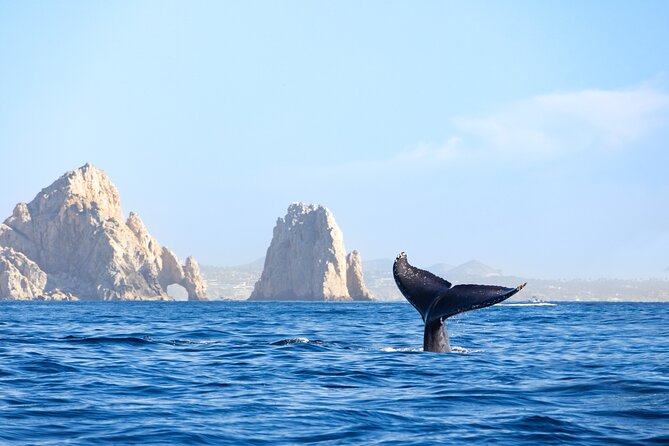 Whale Tour c/ Certified Guide, Photos & Hydrophone - Booking, Cancellation, and Weather Policy