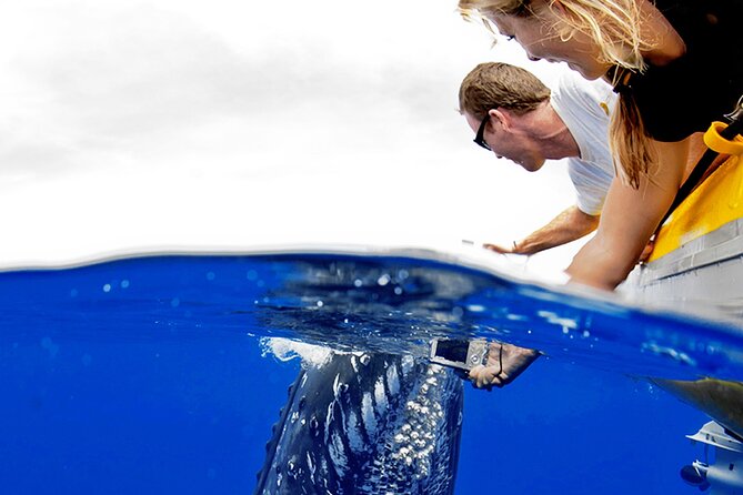 Whale Watch Adventure Aboard Maui's Only Luxury Super Raft - Key Points