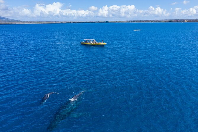 Whale Watch Adventure Aboard Maui's Only Luxury Super Raft - The Educational Element and Guides’ Expertise