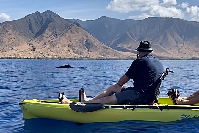Whale Watch and Scenic Tour from Kayak - An Up-Close Ocean Adventure from Olowalu Beach