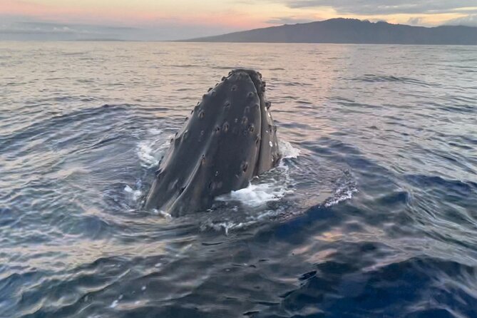 Whale Watch and Scenic Tour from Kayak - Starting Point and Group Size