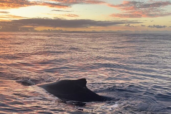 Whale Watch and Scenic Tour from Kayak - During Whale Season: Humpbacks in Action