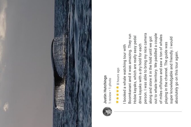 Whale Watch and Scenic Tour from Kayak - Scenic Views and Marine Life Outside Whale Season