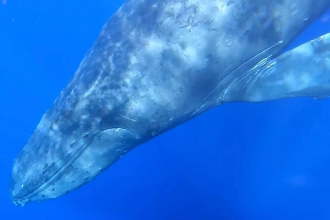 Whale Watch and Scenic Tour from Kayak - Food, Drinks, and Additional Comforts