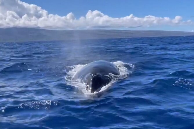 Whale Watch and Scenic Tour from Kayak - Practical Details and Accessibility