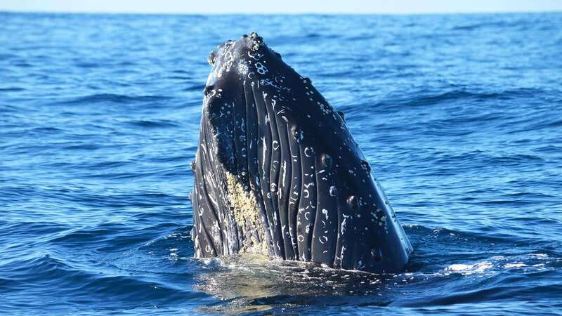Whale Watch Cabo: Zodiac Whale Adventure - FREE Photos - The Route Includes Iconic Cabo Landmarks
