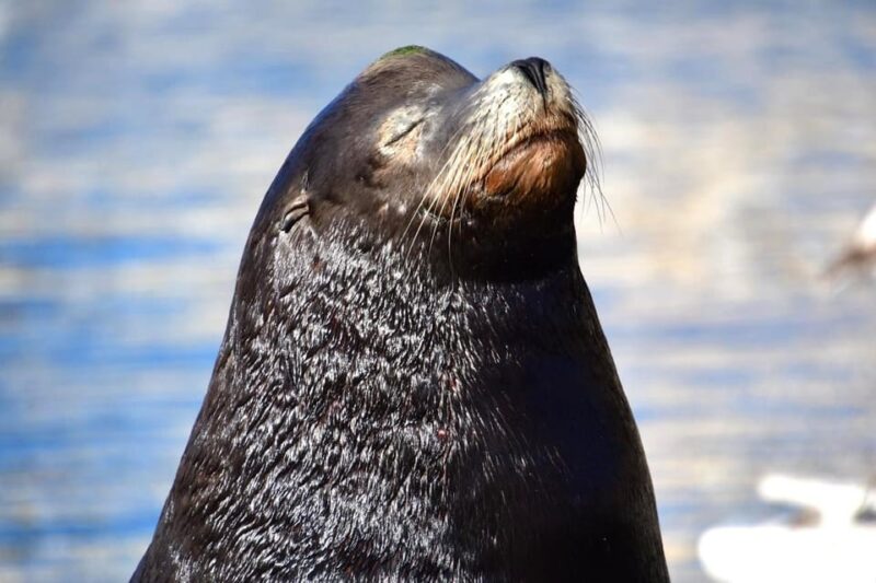 Whale Watch Cabo: Zodiac Whale Adventure - FREE Photos - Practical Tips and Safety