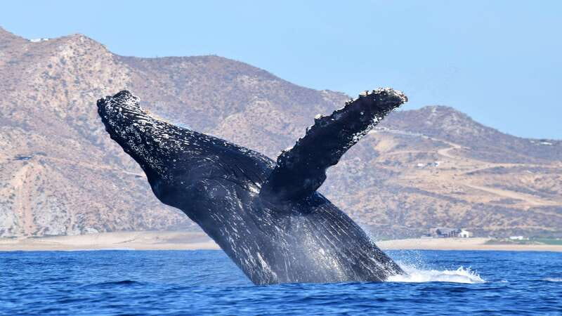 Whale Watch Cabo: Zodiac Whale Adventure - FREE Photos - Guided by Marine Biologists and Naturalists