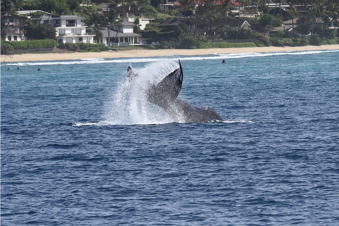 Whale Watch Cruise Aboard The Majestic by Atlantis Cruises - Key Points