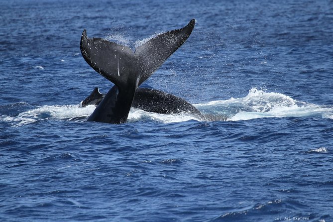 Whale Watch Cruise Aboard The Majestic by Atlantis Cruises - The Naturalist Guide and Marine Life Commentary