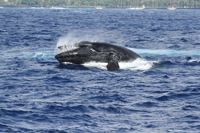 Whale Watch Cruise Aboard The Majestic by Atlantis Cruises - The Scenic Stops and Views Along the Route