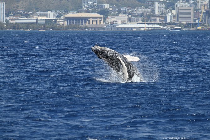 Whale Watch Cruise Aboard The Majestic by Atlantis Cruises - Marine Life Sightings and the Guarantee Policy