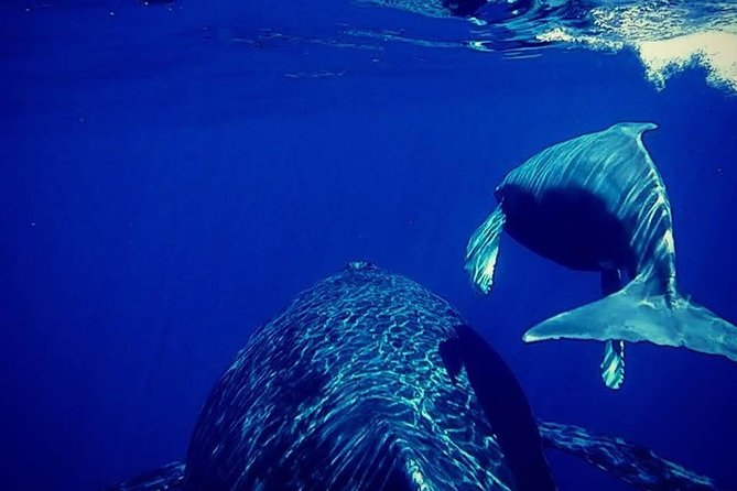 Whale Watch Excursion from the Big Island - Starting Point and Booking Details