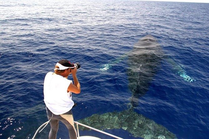 Whale Watch Excursion from the Big Island - Responsible Whale Watching Practices