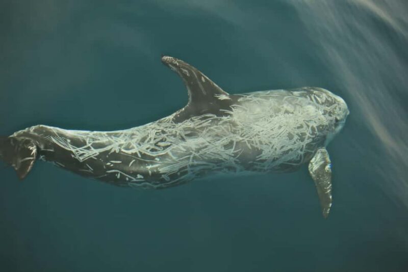 Whale watching - Discover Whale Watching in Fuerteventura for $88