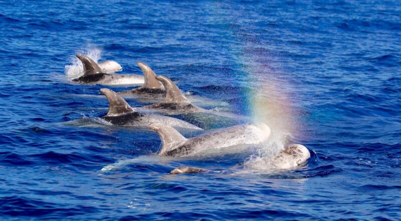 Whale watching - Easy Access and Starting Point at Bar La Lonja