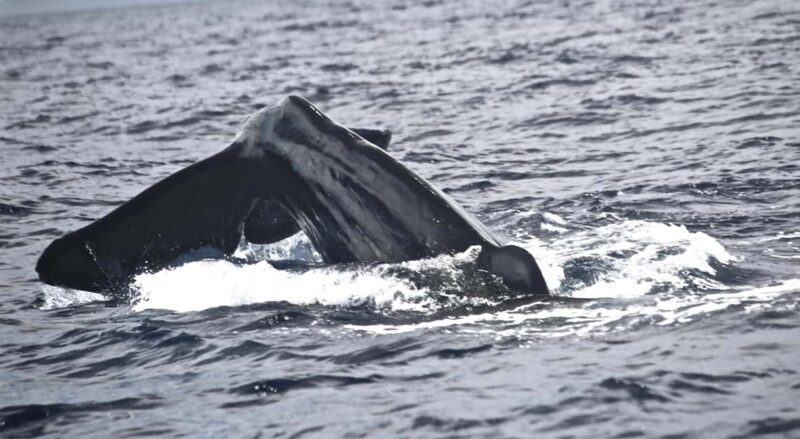 Whale watching - The Conservation Focus and Responsible Approach