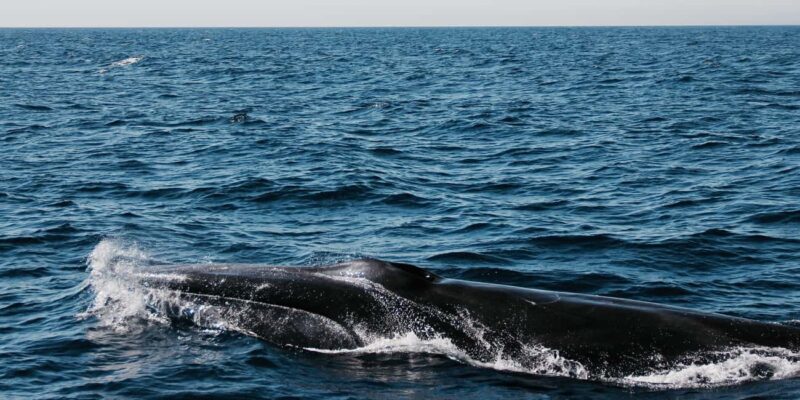 Whale watching - Comparing this Tour to Similar Experiences