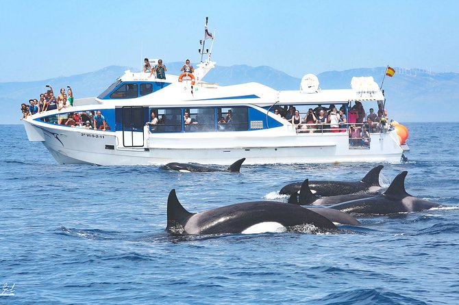 Whale Watching - What Makes the Strait of Gibraltar Ideal for Whale Watching