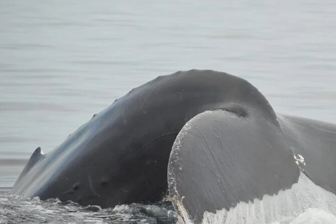 Whale watching 3 hours in Puerto Vallarta - Value and Overall Experience