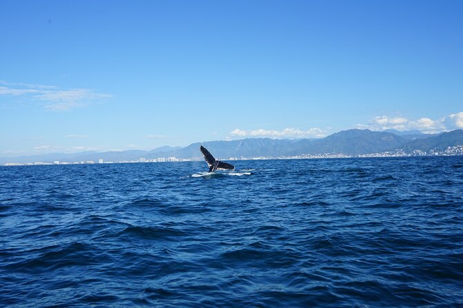 Whale watching 3 hours in Puerto Vallarta - Final Thoughts on Puerto Vallarta Whale Watching