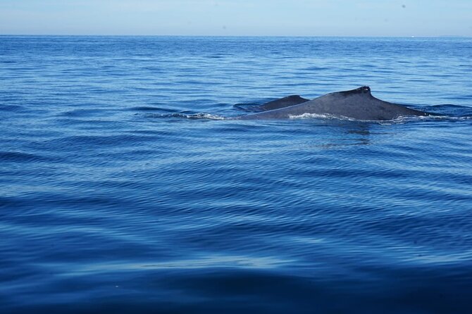 Whale watching 3 hours in Puerto Vallarta - Frequently Asked Questions