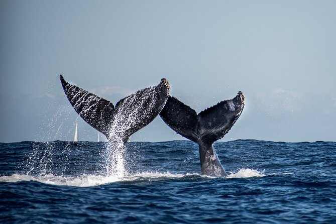 Whale Watching a Majestic Cabo Experience - Search for Humpback Whales in the Pacific Ocean