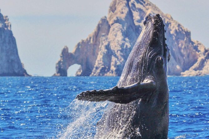 Whale Watching a Majestic Cabo Experience - Additional Costs and Considerations