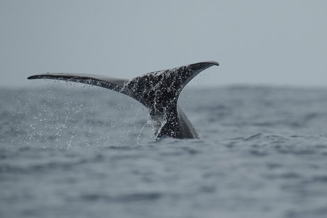 Whale Watching Activity in North Coast - Key Points